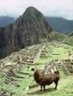 un lama peruviano