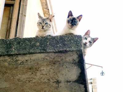 tre gatti a Cinisi