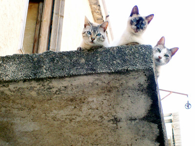 tre gatti a Cinisi
