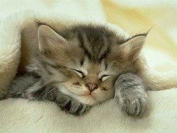 gatto che sogna